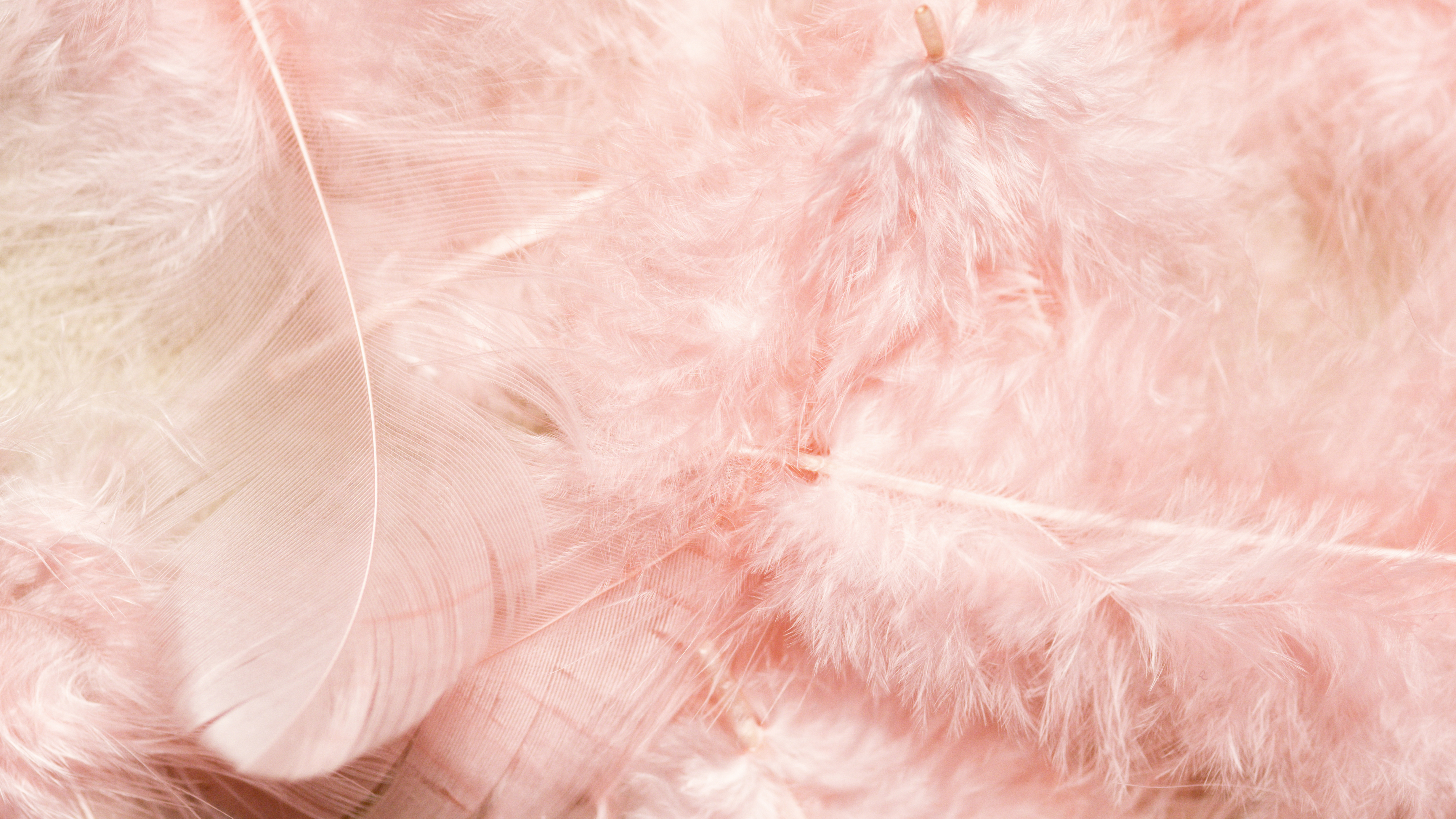 Close-Up Shot of Pink Feathers