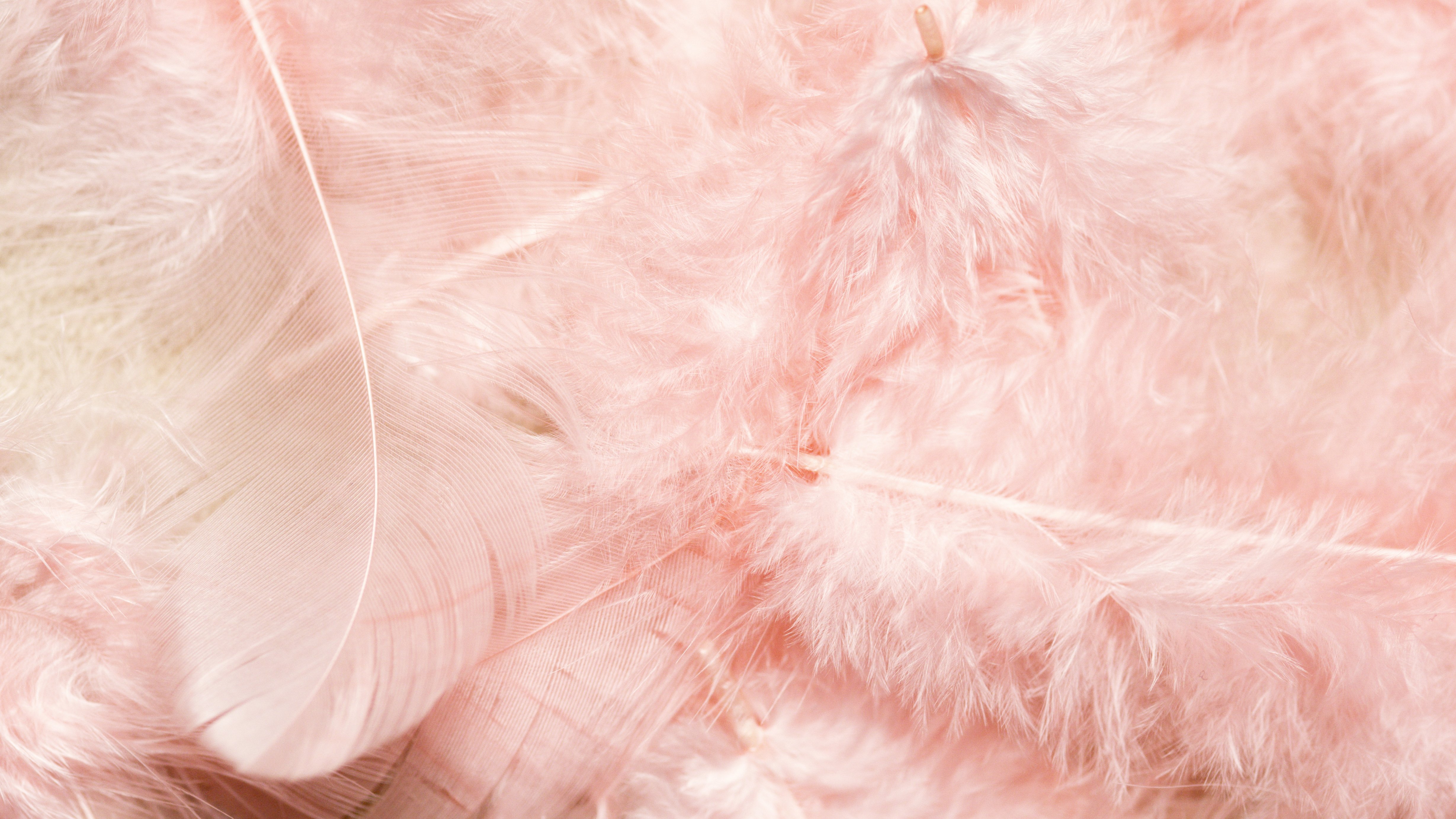 Close-Up Shot of Pink Feathers